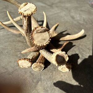 Natural Antler Decor